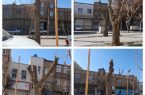 نقدی بر روند غیر اصولی هرس درختان گلستان/شکنجه و قتل درختان با هرس