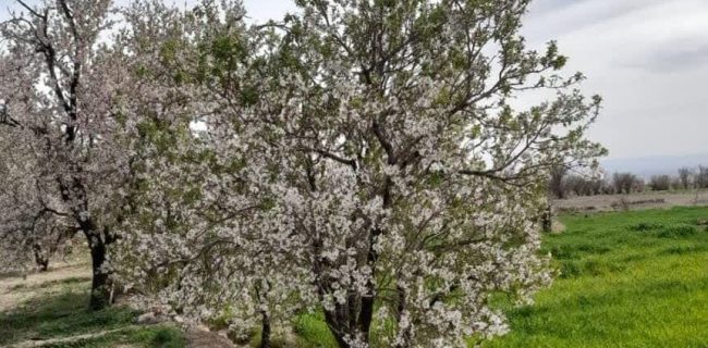 پاگشای بهار با شکوفه های آلوچه در رباط کریم