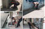 شهر گلستان برای مقابله با موش ها تله گذاری شد