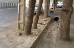 درختان رباط کریم و بهارستان در محاصره مرگ/ صدای آنها بشنوید