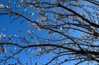 زمستان تسلیم بهار در رباط کریم: شکوفه‌های بهاری، زمستان را به عقب راندند!
