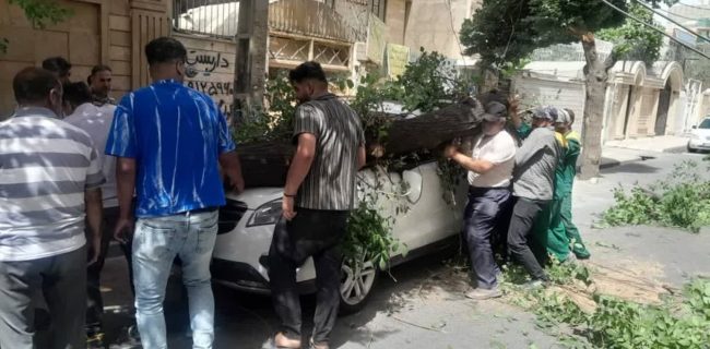 وقتی غفلت از درخت، خسارت به بار می‌آورد؛ سقوط درخت روی خودرو در گلستان