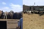 دزدان گوسفندان شکار پلیس رباط کریم شدند / کشف هزار رأس دام سرقتی
