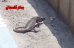 مشاهده بزمجه در فاز سه پرند؛ طبیعت نابودشده هنوز زنده است!