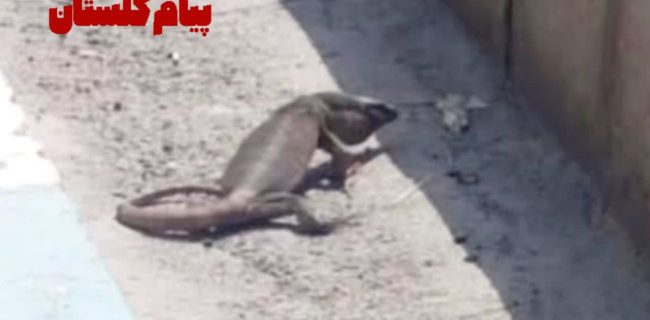 مشاهده بزمجه در فاز سه پرند؛ طبیعت نابودشده هنوز زنده است!